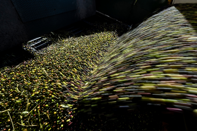 La producción de aceite de oliva en España asciende a las 1,4 millones de toneladas