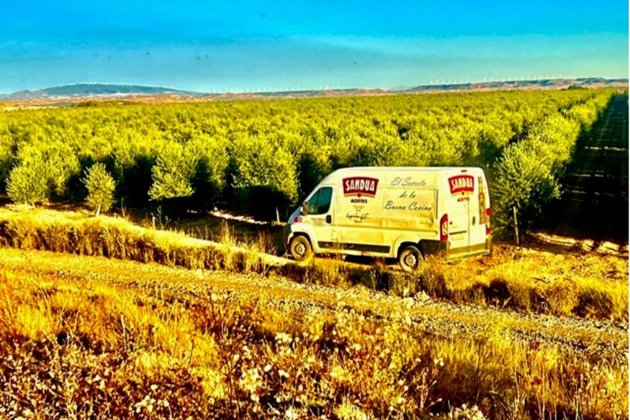 All of Sandúa's olive crop is now organic